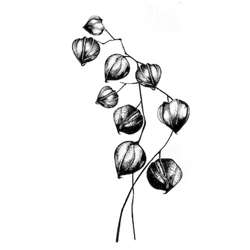 Lavinia - Timbro, Lanterna cinese