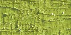 Caran D'Ache - Neopastel, Pastelli a olio sfusi, 68 mm x 10 mm, Oliva chiaro