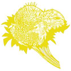 Giallo limone