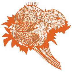 Arancio
