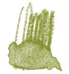 Staedtler - Karat Aquarell, Matite colorate acquerellabili, Verde oliva