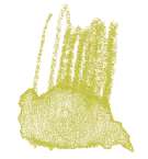 Staedtler - Karat Aquarell, Matite colorate acquerellabili, Verde oliva chiaro