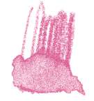 Staedtler - Karat Aquarell, Matite colorate acquerellabili, Magenta