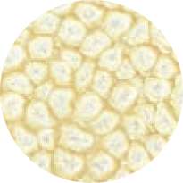 Pébéo - Fantasy Prisme, Pittura ad effetto, 45 ml, Bianco guscio d'uovo