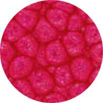 Pébéo - Fantasy Prisme, Pittura ad effetto, 45 ml, Rosso inglese