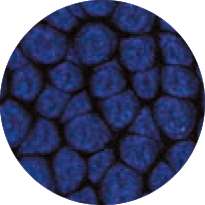 Pébéo - Fantasy Prisme, Pittura ad effetto, 45 ml, Blu notte