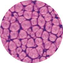 Pébéo - Fantasy Prisme, Pittura ad effetto, 45 ml, Violetto porpora perlescente