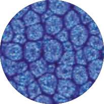 Pébéo - Fantasy Prisme, Pittura ad effetto, 45 ml, Blu marino