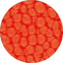 Pébéo - Fantasy Prisme, Pittura ad effetto, 45 ml, Vermiglione