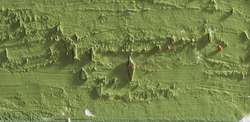 Caran D'Ache - Neopastel, Pastelli a olio sfusi, 68 mm x 10 mm, Verde cachi