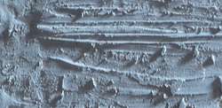 Caran D'Ache - Neopastel, Pastelli a olio sfusi, 68 mm x 10 mm, Grigio