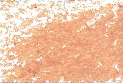 Jaxon - 1000, Pastelli ad olio singoli, Giallo di Napoli rossastro