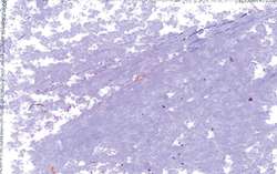 Jaxon - 1000, Pastelli ad olio singoli, Rosa grigio chiaro