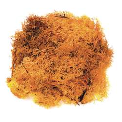 Glorex - Muschio islandese, 50 g, Arancio