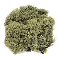 Glorex - Muschio islandese, 50 g, Verde scuro