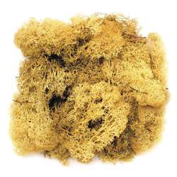 Glorex - Muschio islandese, 50 g, Giallo