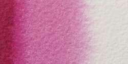 Rosa compose