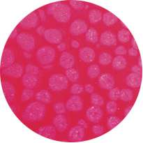 Pébéo - Fantasy Prisme, Pittura ad effetto, 45 ml, Rosa neon