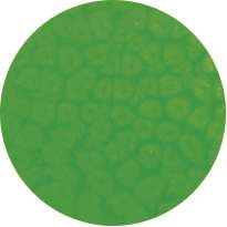 Pébéo - Fantasy Prisme, Pittura ad effetto, 45 ml, Verde neon