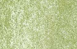 Verde giallo iridescente