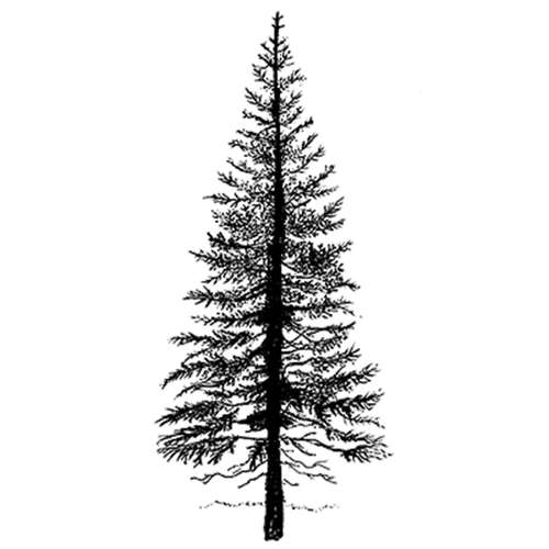 Lavinia - Timbro, Fir Tree 1 